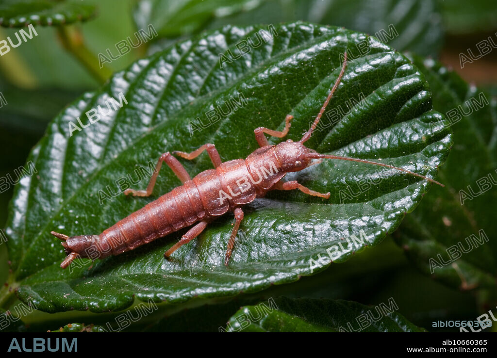 Timema cristinae is a walking stick insect in the family Phasmatodea and is found in central California. This insect has been used as the best example of speciation through divergent adaptation to two different host plant communities. This process was described in a Nature Journal article of May, 2002.