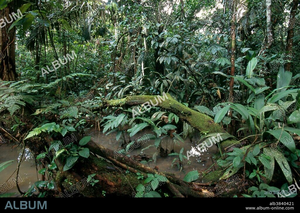 Lowland Amazon rainforest in December in the floodplain of the Orosa River, a tributary of the Amazon in northeastern Peru, 275 feet above sea level.