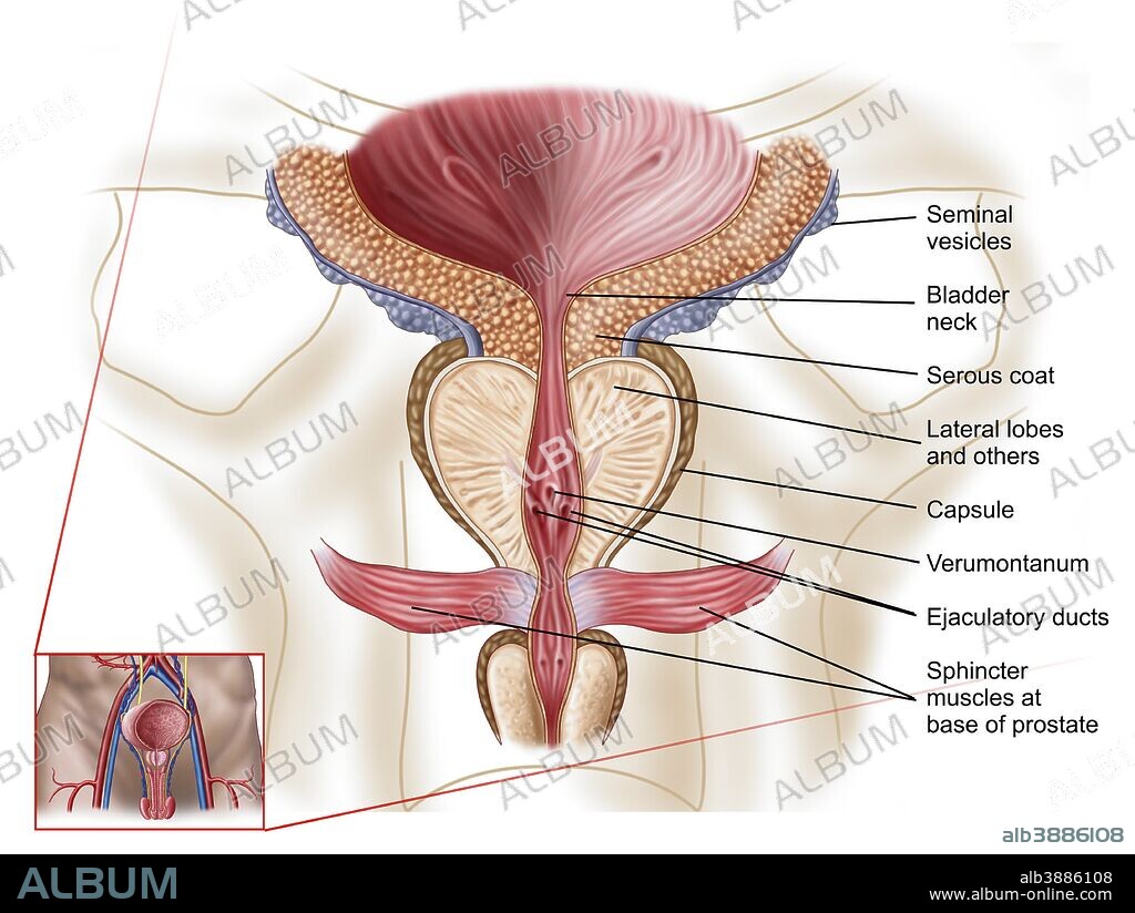 Prostate visual data 7