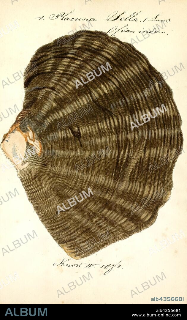 Placuna sella, Print, Placunidae, also known as windowpane oysters, windowpane shells, and kapis shells, are a taxonomic family of saltwater clams, marine bivalve mollusks which are related to oysters and scallops.