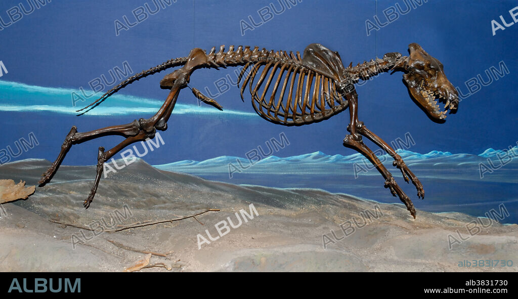 Preserved dire wolf, Canis dirus, skeleton from La Brea Tar Pits (asphalt seeps), Page Museum, Los Angeles.