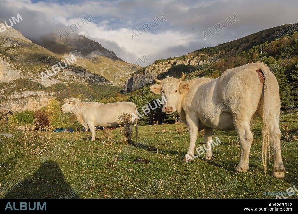 manada de vacas pirenaicas, Gabardito, Parque natural de los Valles Occidentales, Huesca, cordillera de los pirineos, Spain, Europe.