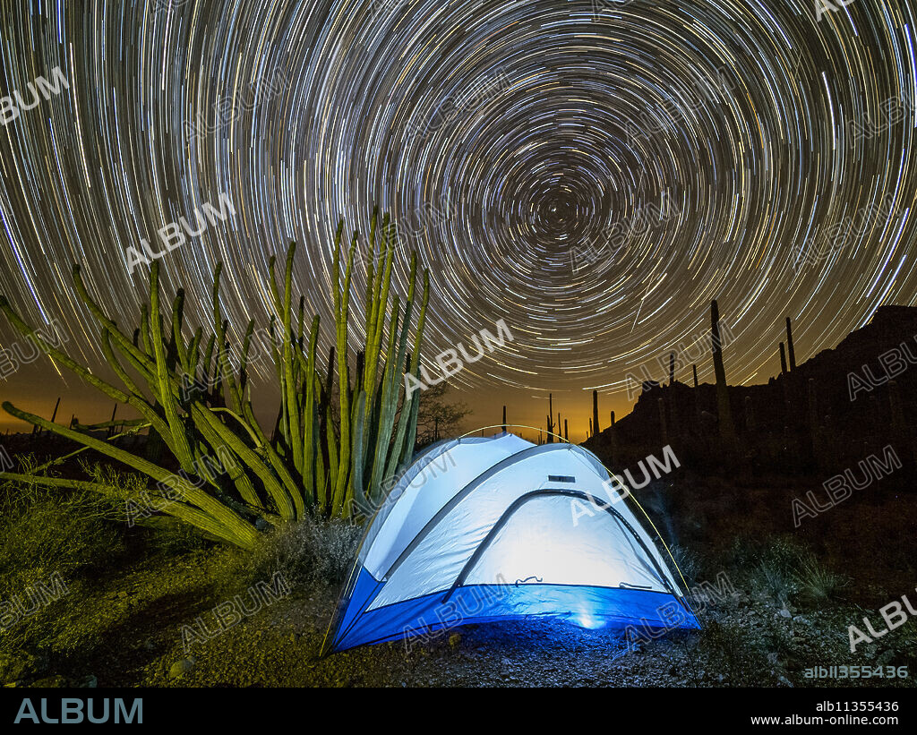 Organ pipe cactus at night with Geminid Meteor Shower, Organ Pipe Cactus National Monument, Arizona, United States of America, North America.