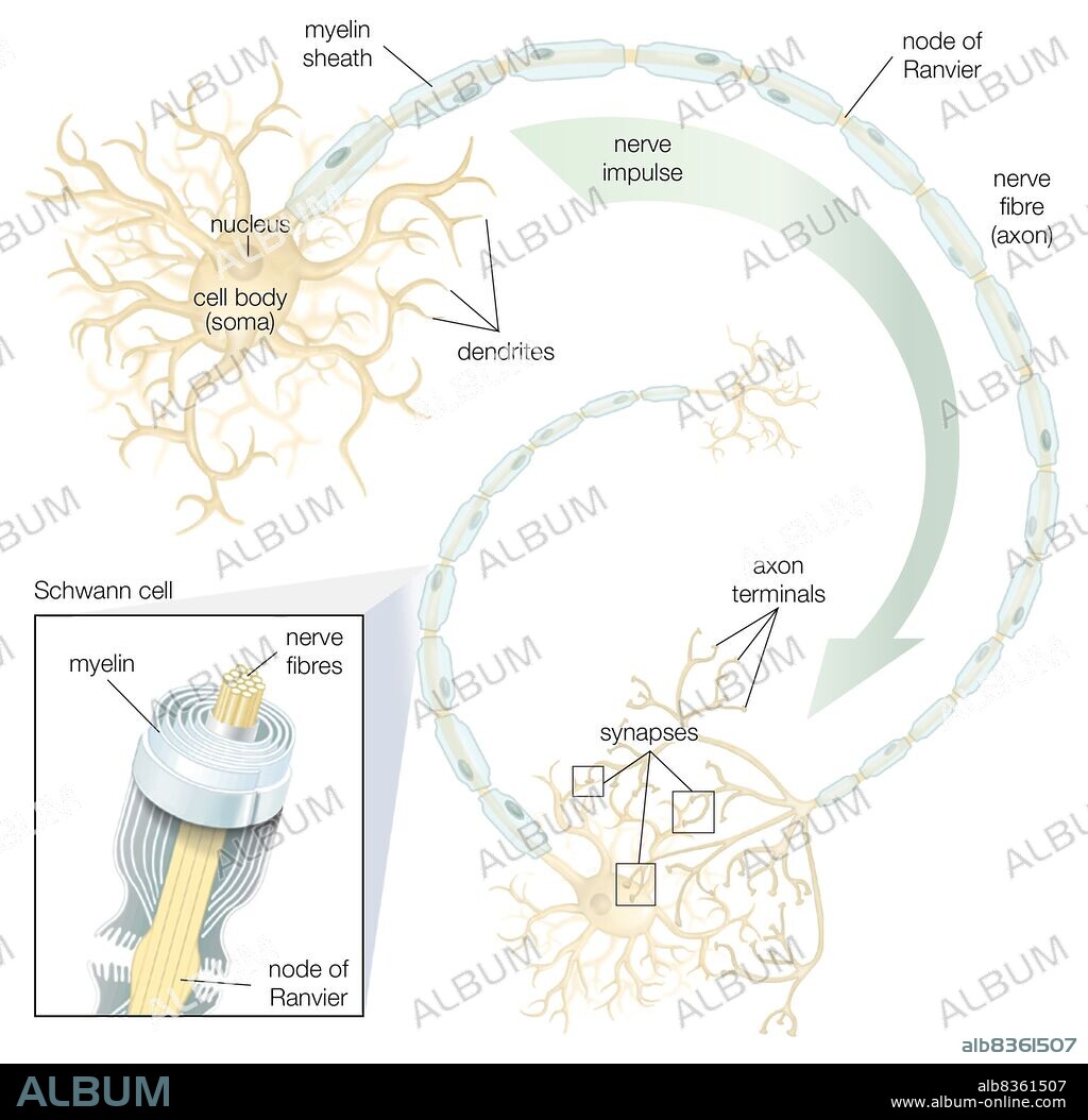 Schwann cells in the peripheral nervous system produce the insulating myelin sheath that covers the axons of many neurons.