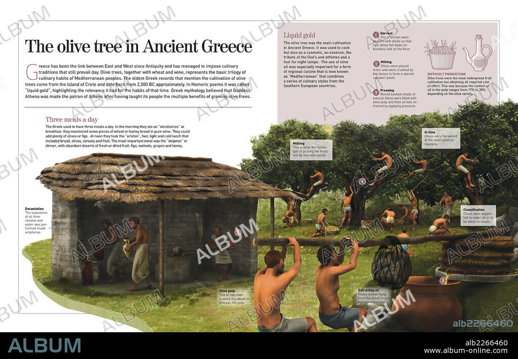 El olivo en la antigua Grecia. Infografía sobre la elaboración del aceite de oliva en la antigua Grecia, base de su alimentación.
