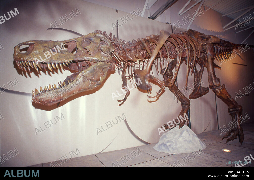 Skeleton of Sue, the Tyrannosaurus rex from South Dakota.