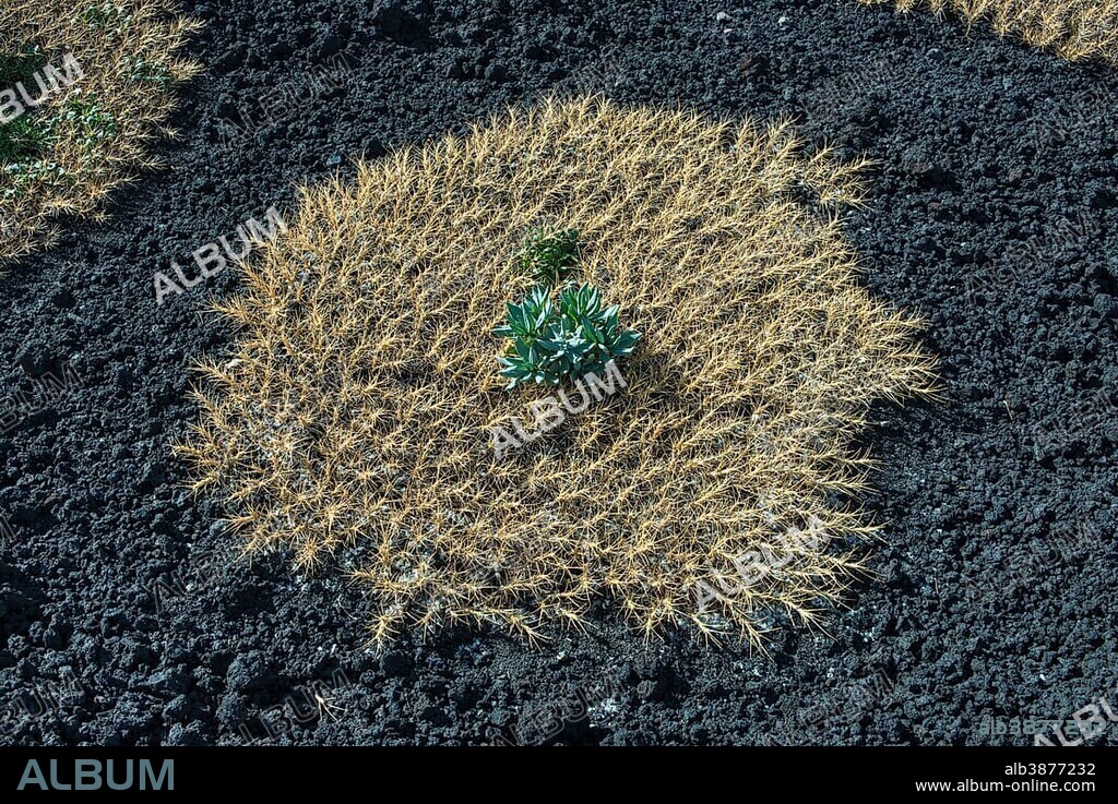 Sicilian milkvetch (Astragalus siculus), endemic pioneer plant on lava field of 1928, Mount Etna, volcano, northeast flank, 2100 meters, Sicily, Italy, Europe.
