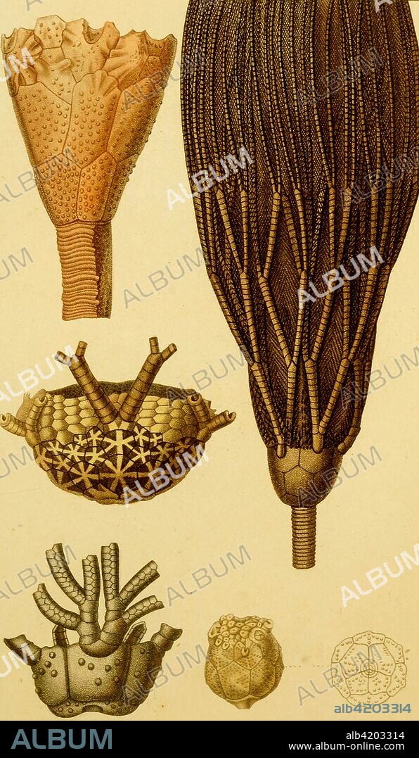 extensive genus of encrinites, occurring in the carboniferous limestones of Britain and Ireland, having a goblet shape of body.