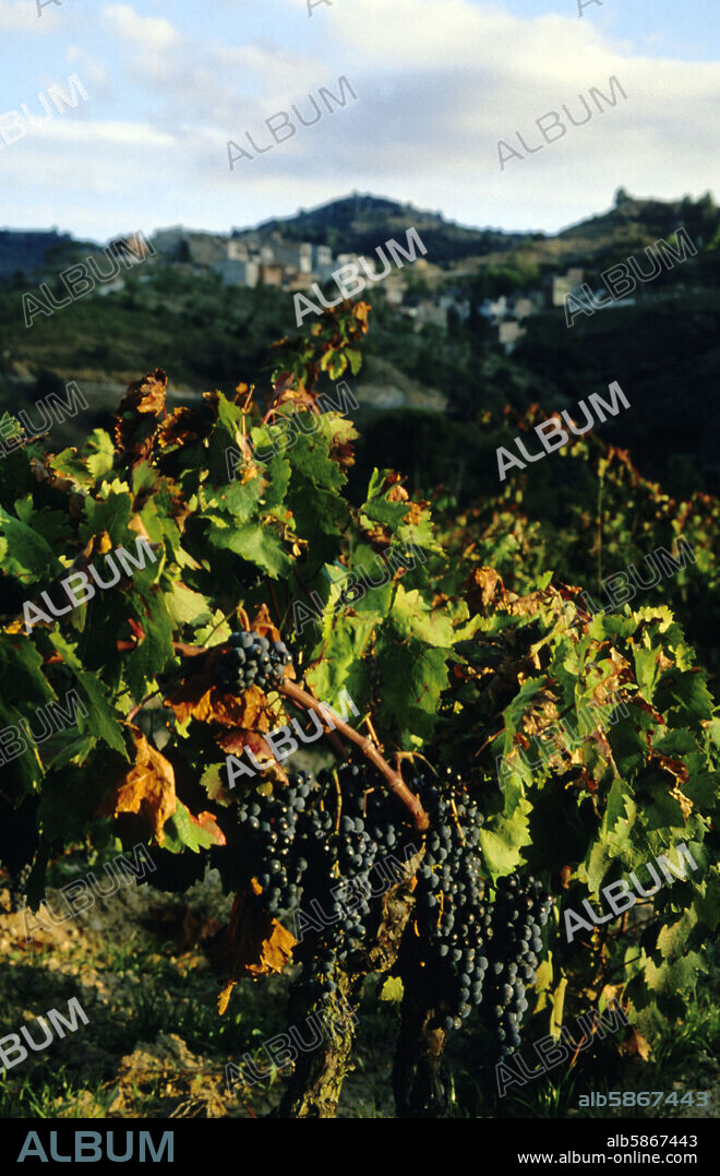 Torroja del Priorat (Sede de la D.O. Priorat); viñedo de uva garnacha y vista del pueblo.