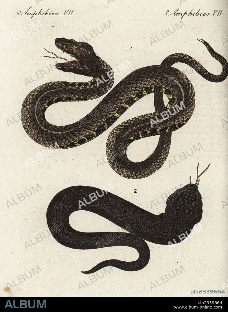 Sahara sand viper, Cerastes vipera 1, and black asp, Vipera aspis atra, vulnerable 2. Handcoloured copperplate engraving from Friedrich Johann Bertuch's Bilderbuch fur Kinder (Picture Book for Children), Weimar, 1795.
