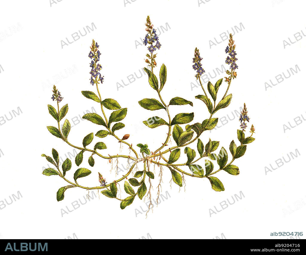 Echter Ehrenpreis, Veronica officinalis, oder Wald-Ehrenpreis / Veronica officinalis, the heath speedwell, common gypsyweed, common speedwell, or Paul's betony, historical, digital improved reproduction of an original from the 19th century / digital restaurierte Reproduktion einer Originalvorlage aus dem 19. Jahrhundert, genaues Originaldatum nicht bekannt.