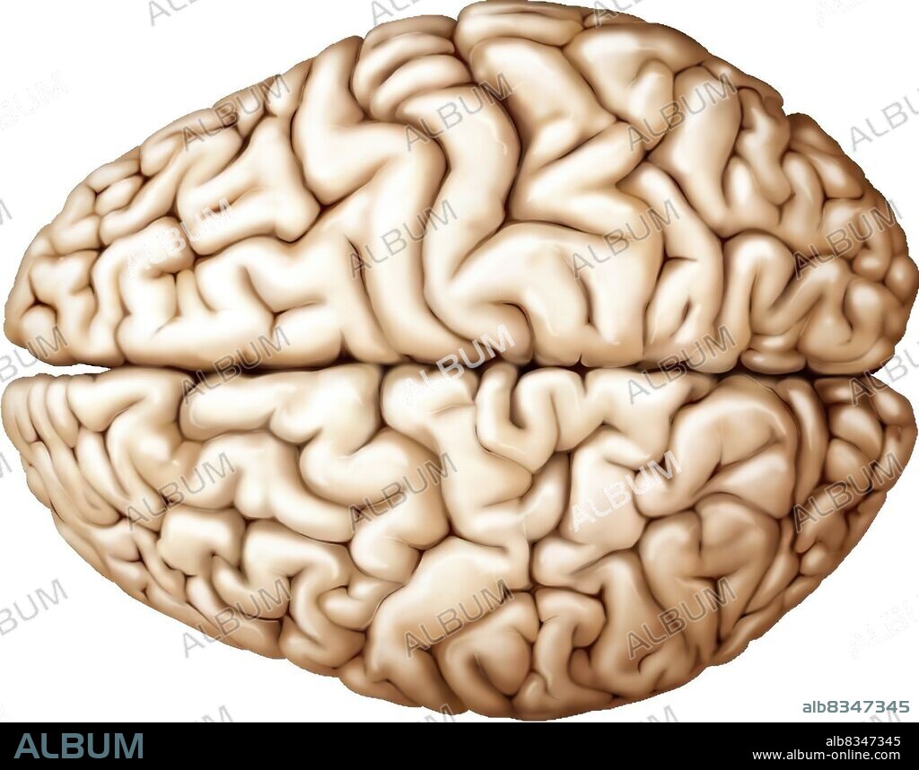 The cerebrum is the most voluminous and most complex part of the brain. It is made up of two hemispheres subdivided into four cerebral lobes, which cover the diencephalon. The most complex functions are completed by the exterior layer of the brain, the cerebral cortex.