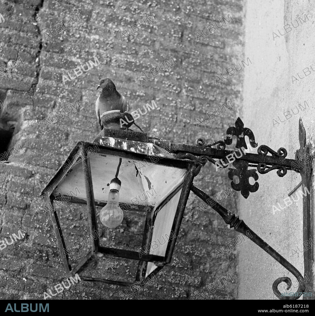 PALOMA SOBRE UNA FAROLA - FOTOGRAFIA EN BLANCO Y NEGRO - AÑOS 60.