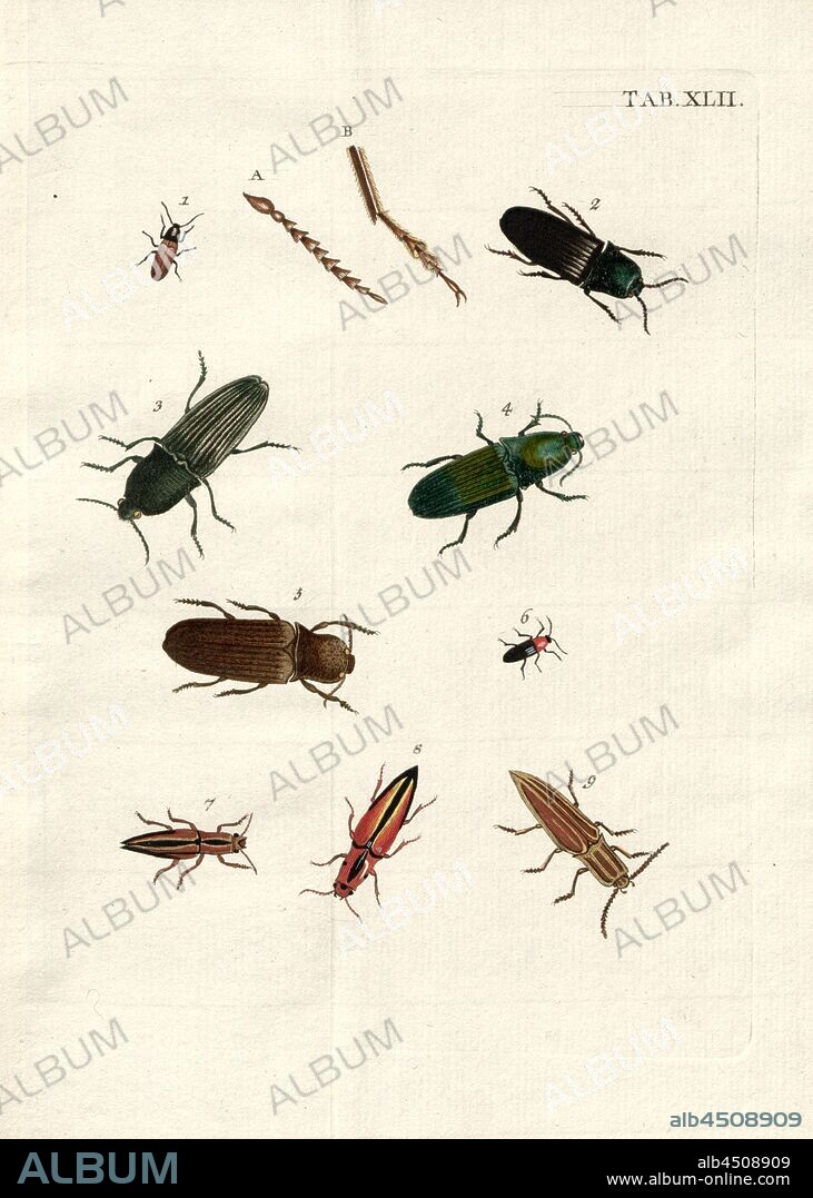 Elateres. Springkäfer 1, 1. Elater Melanocephalus Fuscus, 2. Elater Major Niger Occidentalis, 3. Elater Surinamensis Striatus, 4. Elater Surinamensis Viridis, 5. Elater Fuscus Surinamensis, 6. Erythrotus Niger Nitens, 7. Elater Striatus Orientalis Minor, 8. Elater, Striatus Orientalis Major, 9. Elater Conicus, Tab. XLII, after p. 134, Voet, Johannes Eusebius (del.); Bischoff, Valentin (exc.), 1785, Johannes Eusebius Voet; Georg Wolfgang Franz Panzer: Johann Euseb Voets Beschreibungen und Abbildungen hartschaaligter Insecten: Coleoptera Linn. Nürnberg: in der Valentin Bischoffischen Kunst- und Buchhandlung, 1785-1798.