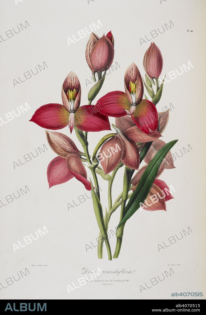 Disa grandiflora. Sertum Orchidaceum- a wreath of the most beautiful. London, 1838. Pink and red flowering plant. Image taken from Sertum Orchidaceum- a wreath of the most beautiful orchidaceous Flowers. Originally published/produced in London, 1838. Source: 1259.d.31, plate 49.