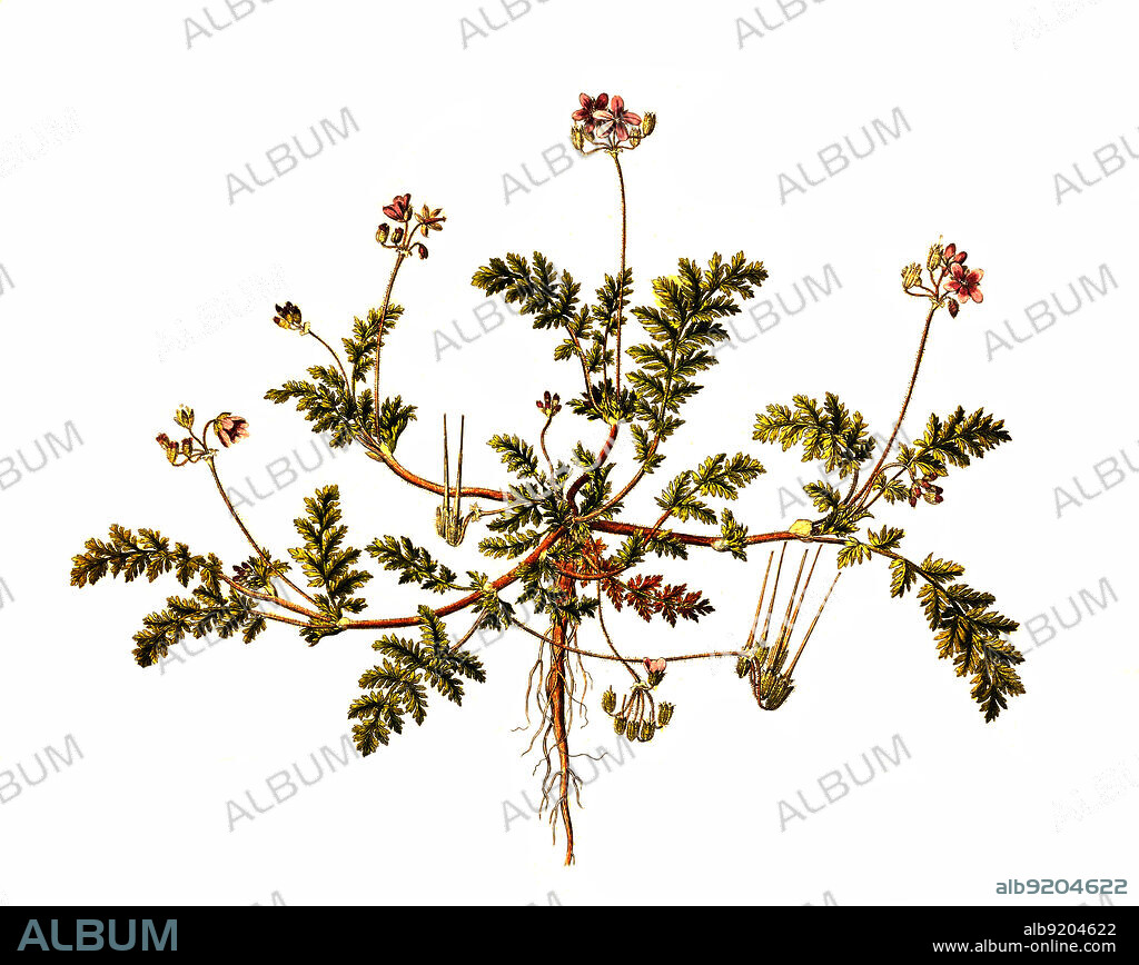 Gewöhnlicher Reiherschnabel, Erodium cicutarium, häufig auch Schierlingsblättriger Reiherschnabel genannt, gehört zur Gattung Reiherschnäbel innerhalb der Familie der Storchschnabelgewächse / Erodium cicutarium, also known as common stork's-bill, redstem filaree, redstem stork's bill or pinweed.