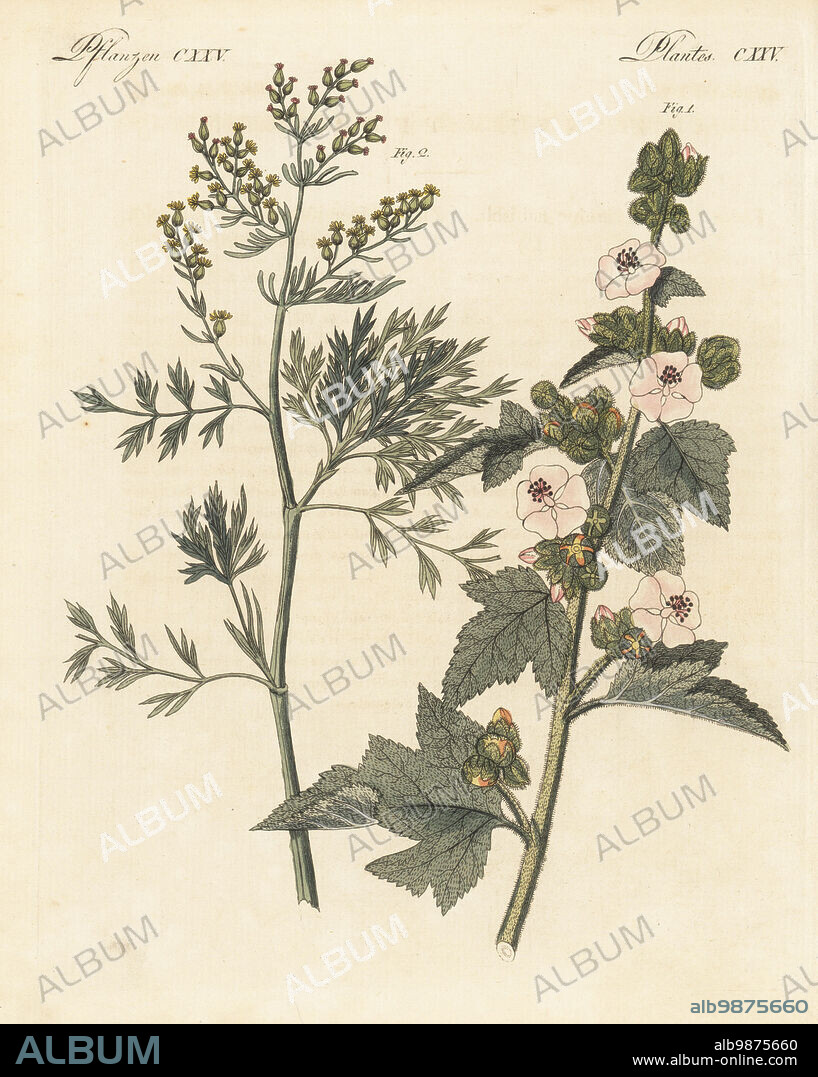 Marsh mallow, Althaea officinalis 1, and wormwood, Artemisia judaica 2. Medicinal plants. The botanicals were drawn by Henriette and Conrad Westermayr, F. Götz and C. Ermer. Handcoloured copperplate engraving from Carl Bertuch's Bilderbuch fur Kinder (Picture Book for Children), Weimar, 1810. A 12-volume encyclopedia for children illustrated with almost 1,200 engraved plates on natural history, science, costume, mythology, etc., published from 1790-1830.