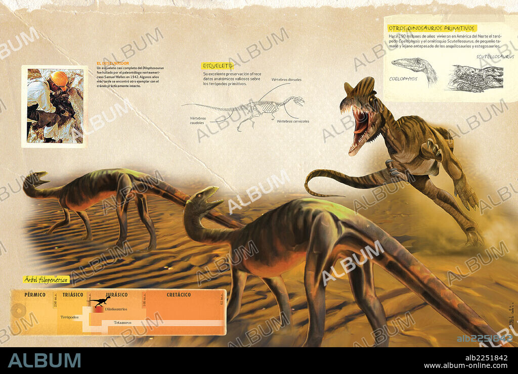 Dilophosaurus: un depredador peligroso. Infografía sobre del Dilofosaurio en actitud de ataque, datos sobre su descubridor y el período en el que vivió.