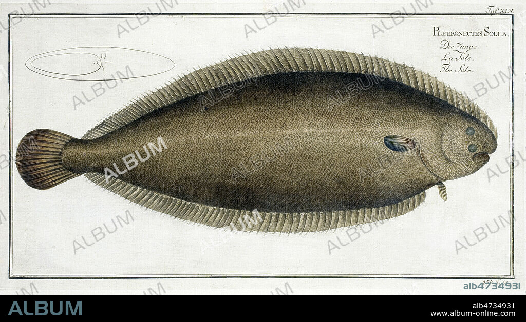 La Sole (Pleuronectes solea). Planche de science naturelle tiree de Allgemeine Naturgeschichte des Fische (Histoire naturelle des poissons). par Marcus Elieser BLOCH (1723-1799). Credit : Coll. MIGNY / KHARBINE-TAPABOR.