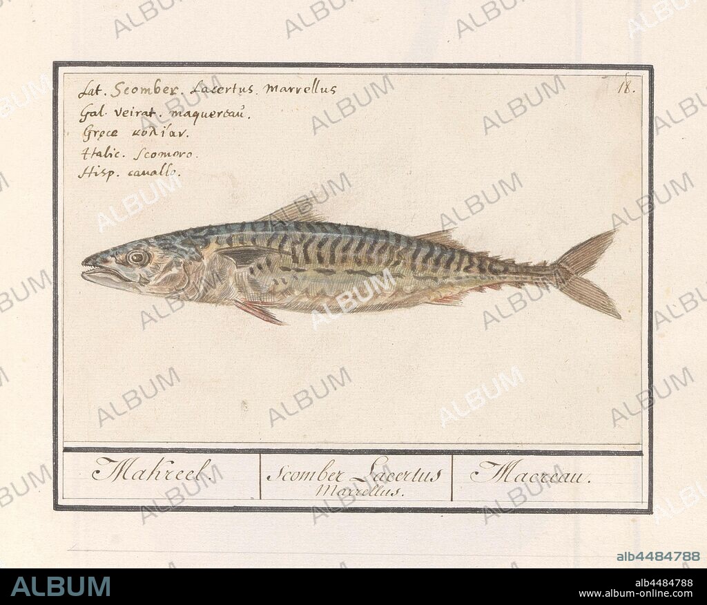 Mackerel (Scomber scombrus), Mackerel. / Scomber Lacertus Marrellus. / Macreau. (title on object), Mackerel. Numbered top right: 18. Top left the name in five languages. Part of the sixth album with drawings of fish, shells and insects. Sixth of twelve albums with drawings of animals, birds and plants known around 1600, commissioned by Emperor Rudolf II. With explanations in Dutch, Latin and French, bony fishes: mackerel, Anselmus Boetius de Boodt, 1596 - 1610, paper, pencil, chalk, watercolor (paint), ink, pen, h 126 mm × w 197 mm.