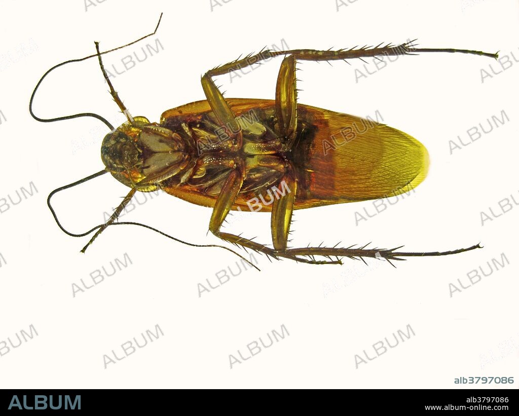 Australian Cockroach (Periplaneta australasiae), ventral (bottom) view. Despite the name, this cockroach is cosmopolitan and is common in the tropical USA and other tropical locations on the planet. It is an introduced species in Australia with Asia being the suspected evolutionary home. Magnification 2.3x when printed @ 10cm.