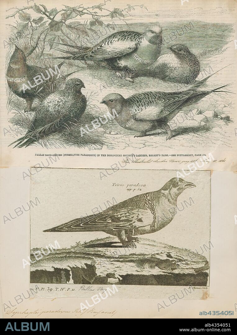 Syrrhaptes paradoxus, Print, The Pallas's sandgrouse (Syrrhaptes paradoxus) is a medium large bird in the sandgrouse family named after the German zoologist Peter Simon Pallas. The scientific name is from Ancient Greek. The genus Syrrhaptes is from surrhaptos, "sewn together" (the feathered toes of both species in the genus are fused together) and paradoxus is from paradoxos, "strange"., 1700-1880.
