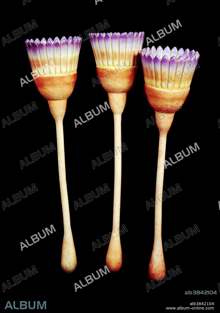 Reconstruction of the presumed entoproct, Dinomischus isolatus this rare fossil of uncertain affinity has also been discovered in the Lower Cambrian of China. The bulbous base probably served to anchor the animal in the soft, muddy substrate. The size is 10 mm. from the base of the "calyx" to the tip of the fringing bracts.