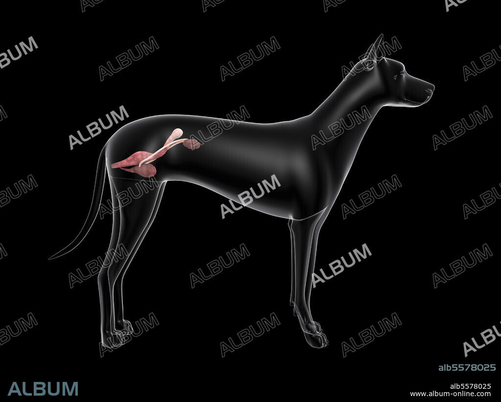 Urinary system in a female dog, x-ray view.