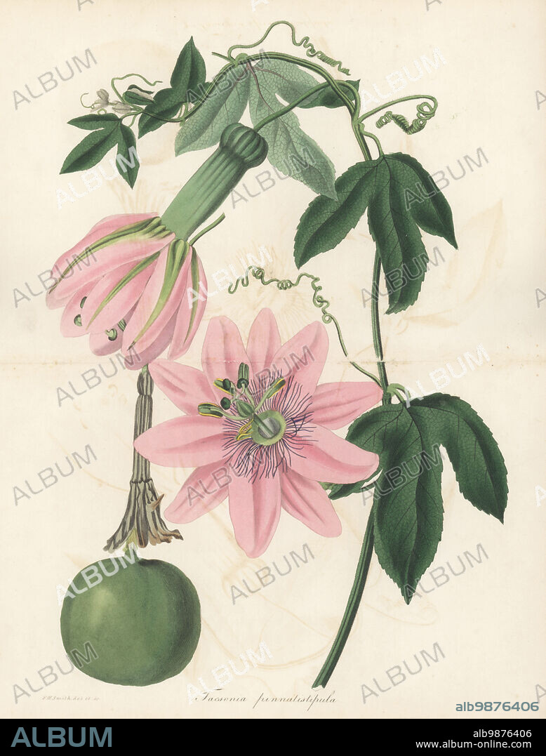 Poro poro or gulupa, Passiflora pinnatistipula. Endangered fruit species of the Andes. Seeds sent from Peru in 1829 and flowered in Mrs Charlotte Marryat's Parkside garden in Wimbledon. Pinnated stipuled tacsonia, Tacsonia pinnatistipula. Handcoloured botanical illustration drawn and engraved by Frederick William Smith from Joseph Paxtons Magazine of Botany, and Register of Flowering Plants, Volume 1, Orr and Smith, London, 1834.