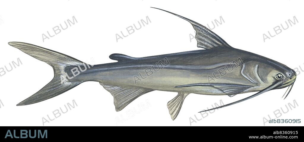 Gafftopsail catfish.