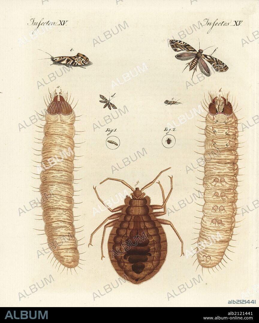 European grain moth, Nemapogon granella 1, moth magnified e,f, larva magnified a,b, and Phalaena tinea granella, and common bed bug, Cimex lectularius 2, magnified g. Handcoloured copperplate engraving from Bertuch's "Bilderbuch fur Kinder" (Picture Book for Children), Weimar, 1798. Friedrich Johann Bertuch (1747-1822) was a German publisher and man of arts most famous for his 12-volume encyclopedia for children illustrated with 1,200 engraved plates on natural history, science, costume, mythology, etc., published from 1790-1830.