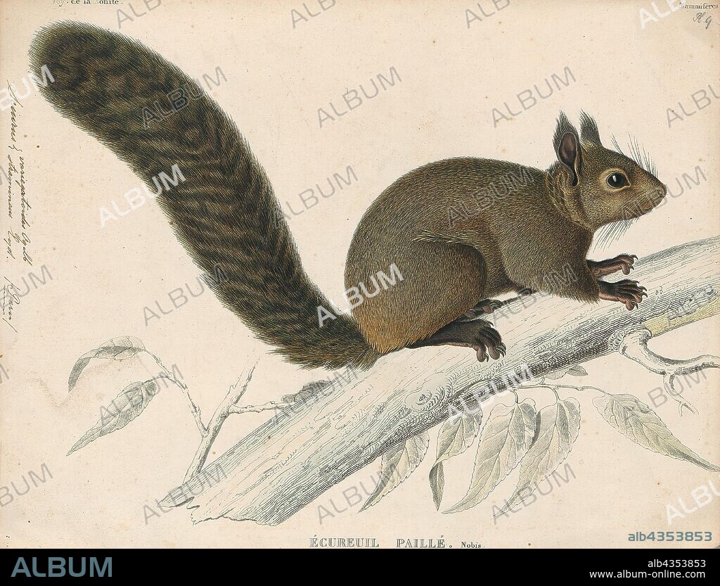 Sciurus variegatoides, Print, The variegated squirrel (Sciurus variegatoides) is a tree squirrel in the genus Sciurus found in Costa Rica, El Salvador, Guatemala, Honduras, southern Mexico, Nicaragua, and Panama. Fifteen subspecies are recognised. It is a common squirrel and the International Union for Conservation of Nature has rated it a "least-concern species". Variegated squirrels kept as pets in Germany have been implicated in the transmission of a bornavirus to humans from which three people have died., 1700-1880.