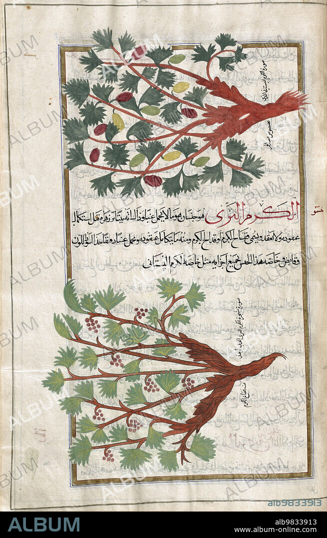 Identified in book as Arabian balsam tree. Commiphora gileadensis. After an illustration by Mirza Baqir in a 19th century Iranian book of Greek physician and botanist Pedanius Dioscorides's 1st century AD work De Materia Medica.