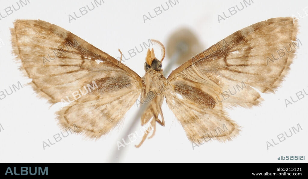 Pinned, Juan Vinas, Costa Rica, Eupithecia derogata Schaus, 1913, Animalia, Arthropoda, Insecta, Lepidoptera, Geometridae, Larentiinae.