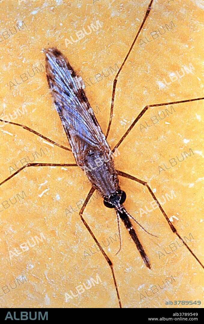 Anopheles gambiae shop