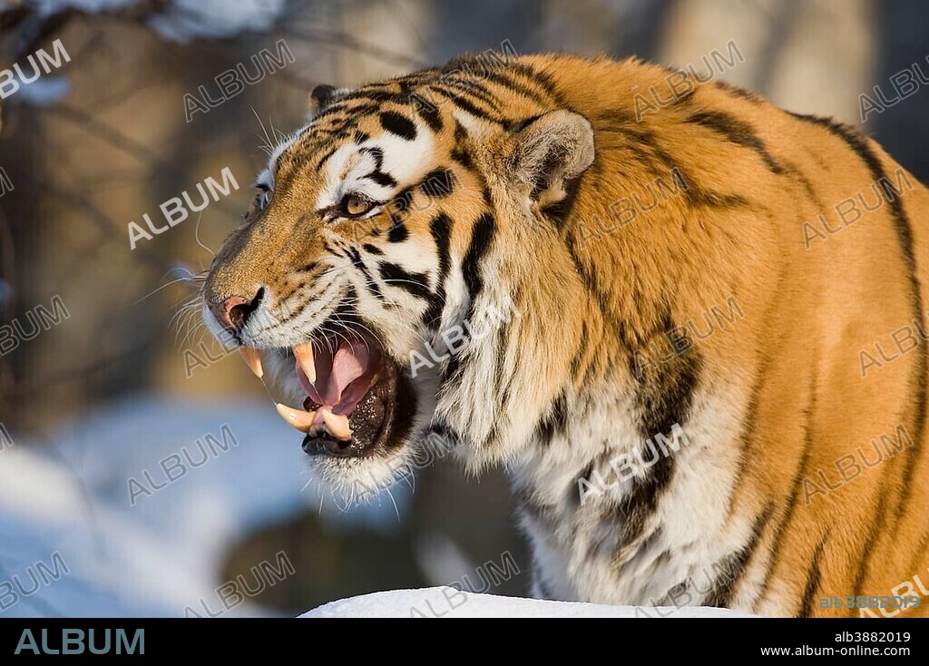 Siberian Tiger or Amur Tiger (Panthera tigris altaica) baring its teeth, captive, Saxony, Germany