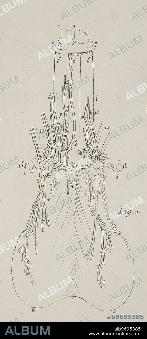 Anatomical drawing. Penis and scrotum.
