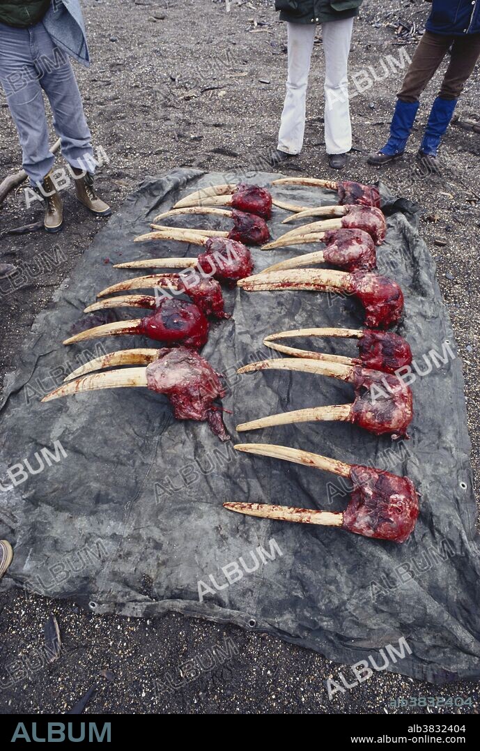 Walrus Skulls and Tusks (Ivory)