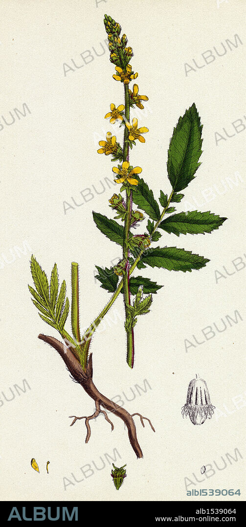Agrimonia Eupatoria; Common Agrimony.