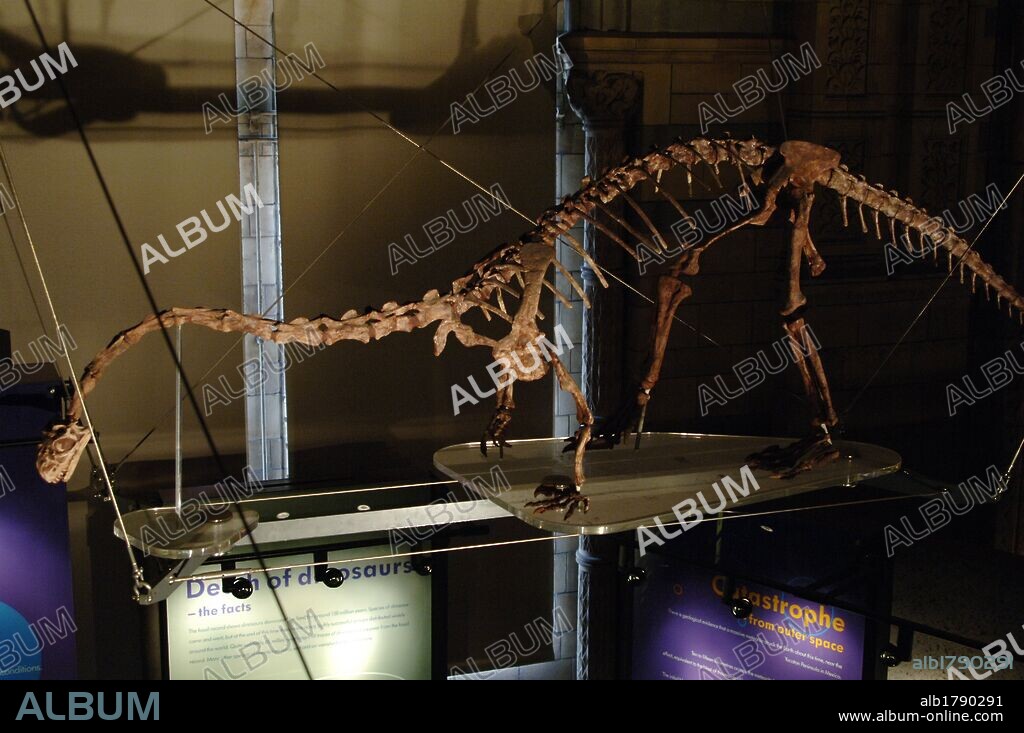 Massospondylus dinosaur. Early Jurassic Period. Hettangian to Pliensbachian age. 200-183 million years ago. Skeleton. Natural History Museum. London. United Kingdom.