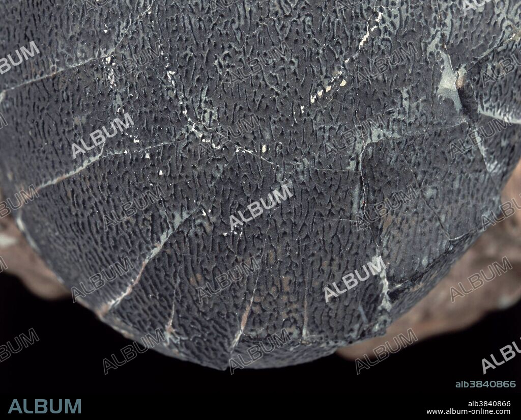 Close-up of a dinosaur egg of Macroelongatoolithus xixiaensis, probably a giant oviraptor, from the Xixia Basin in the Henan Province of China. Each egg is about 40 cm x 14 cm.