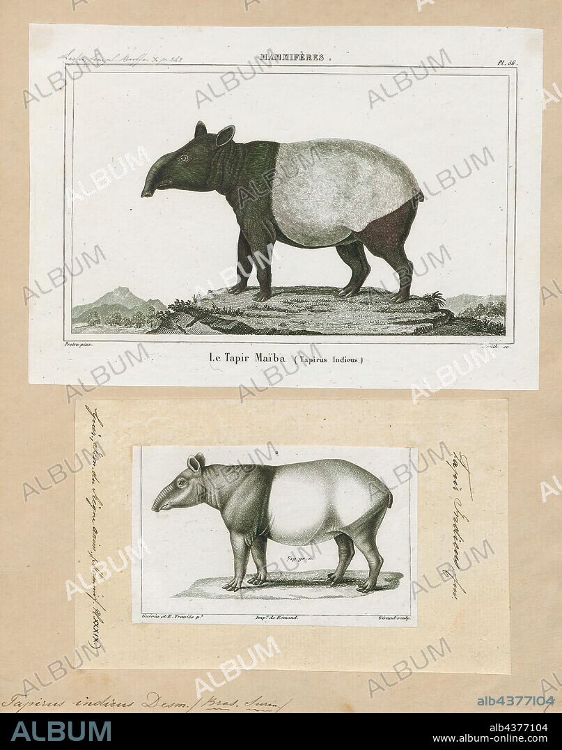 Tapirus indicus, Print, The Malayan tapir (Tapirus indicus), also called the Asian tapir, Asiatic tapir, Oriental tapir, Indian tapir, or piebald tapir, is the largest of the five species of tapir and the only one native to Asia. The scientific name refers to the East Indies, the species' natural habitat. In the Malay language, the tapir is commonly referred to as cipan, tenuk or badak tampung., 1700-1880.