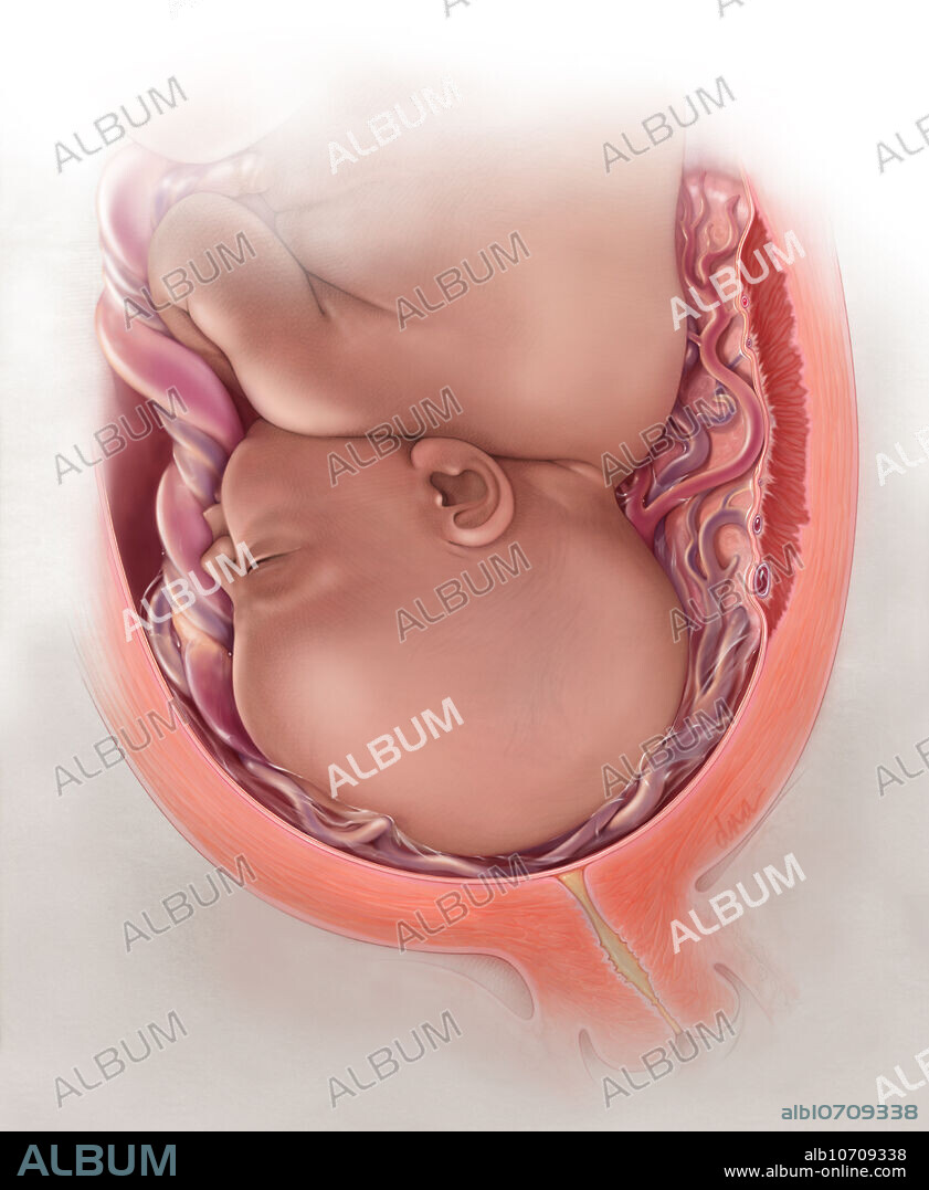 Placenta Model - Taj Scientific Online Store