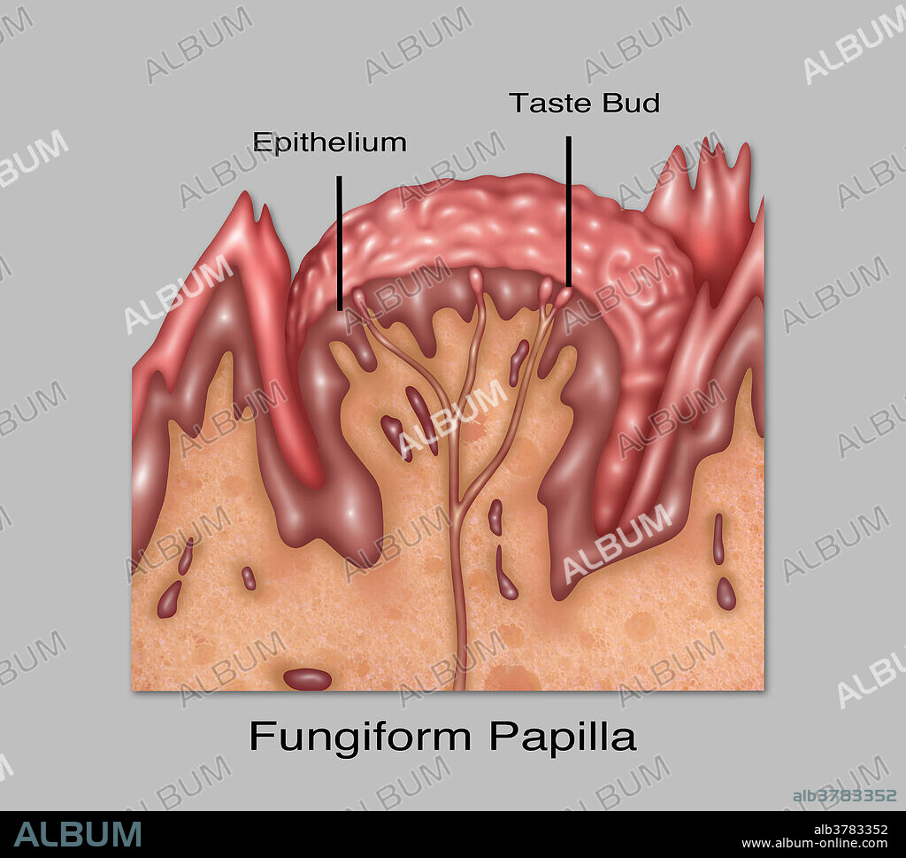 Illustration of fungiform papilla, one of the four lingual papillae on the tongue. These are mushroom shaped projections found on the upper surface of the tongue, scattered amongst the filiform papillae. The taste buds on their upper surface can distinguish the five tastes: sweet, sour, bitter, salty, and umami.