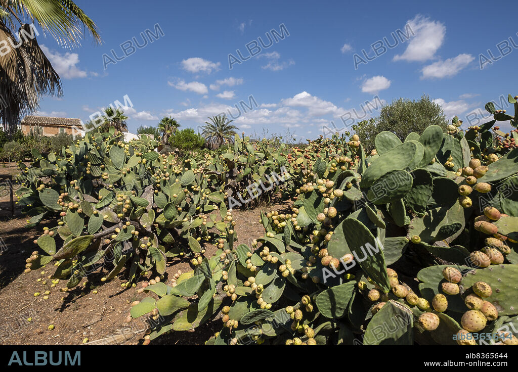 prickly pears with ripe fruits, Son Marrano, Mallorca, Balearic Islands, Spain.