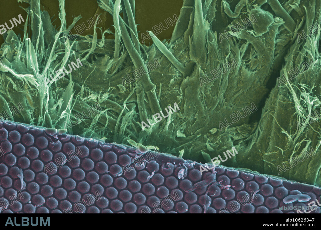 Lenticular Array of U.S. $100 Bill, under a microscope (SEM)