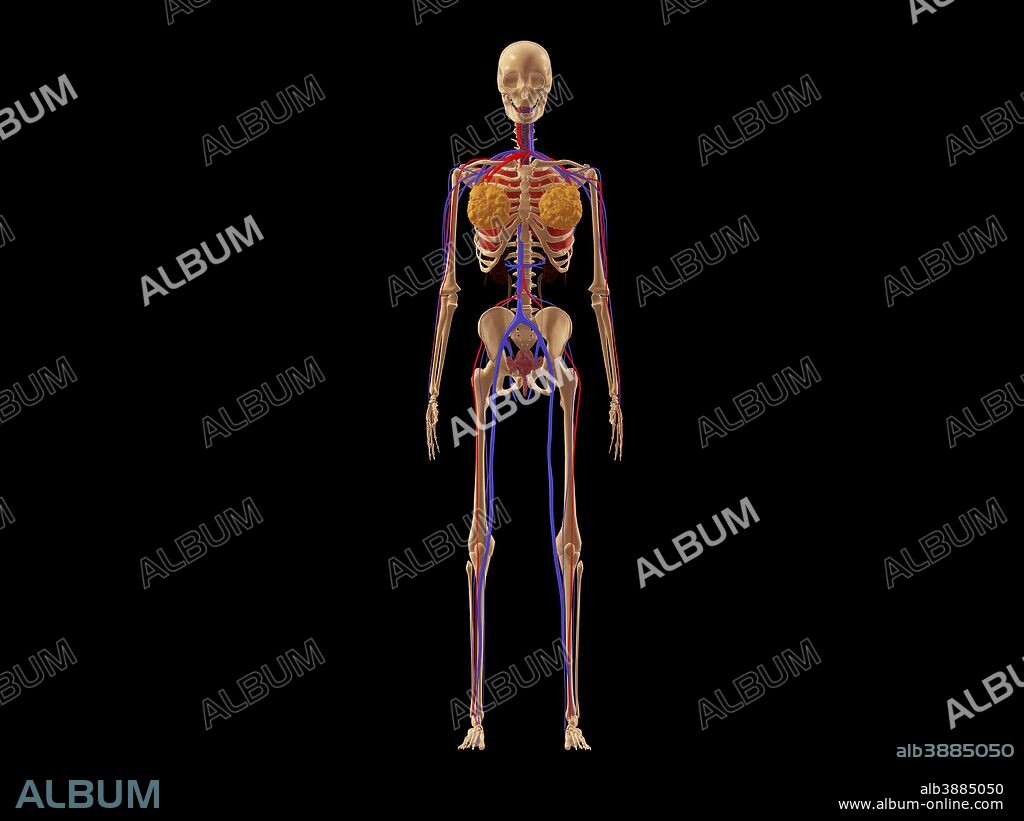Medical illustration of female skeleton with veins and arteries.