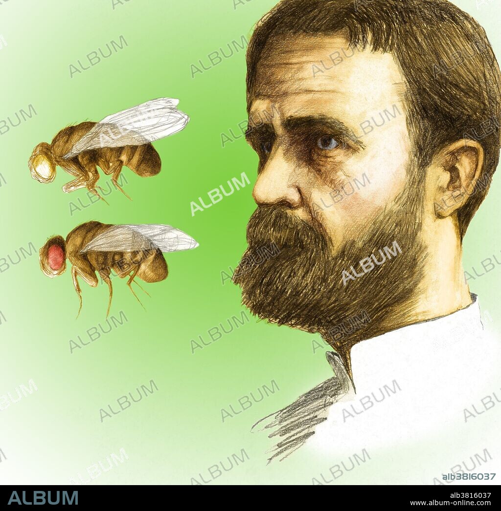 Color enhanced illustration of Thomas Hunt Morgan (1866-1945), US geneticist and Nobel Laureate. Morgan was born in Kentucky, and studied zoology at the State College. He then moved to Johns Hopkins University. His work in genetics is largely remembered for the use of the fruit fly Drosophila melanogaster, and for establishing many ideas in chromosome theory. It was Morgan who proved that the chromosome was the carrier of heredity, and that the chromosome consists of genes. He also discovered crossover (the exchange of genes between chromosomes), and helped produce the first chromosome map. In 1933 he was awarded the Nobel Prize for Physiology or Medicine.