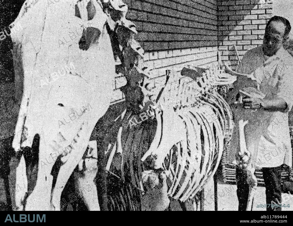 Skeleton of the horse Snippy on display in Alamosa Colorado with vet Dr Wallace A Leary. On September 9, 1967, at Alamosa, Colorado, an appaloosa horse named "Snippy" was found dead and mysteriously "mutilated." Numerous UFO sightings were reported in the area, which, according to the owner, were somehow involved with the animal's untimely demise. Snippy's skeleton -- originally prepared for a teaching specimen is apparently now on display in Alamosa as "the horse that got zapped by a UFO.".