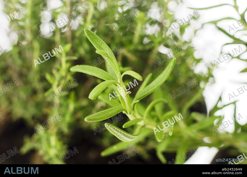 tomillo (Thymus vulgaris) subarbusto de la familia de les labiadas y romero (Rosmarinus officinalis) , planta de la fammilia Lamiaceae, plantas aromaticas,mallorca,islas Baleares,spain.
